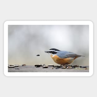 Nuthatch Sticker